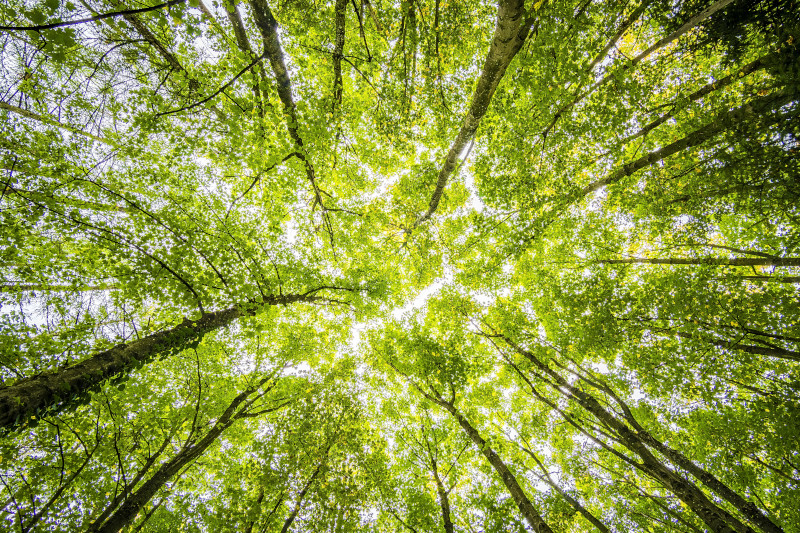 Bomen vanaf beneden gezien